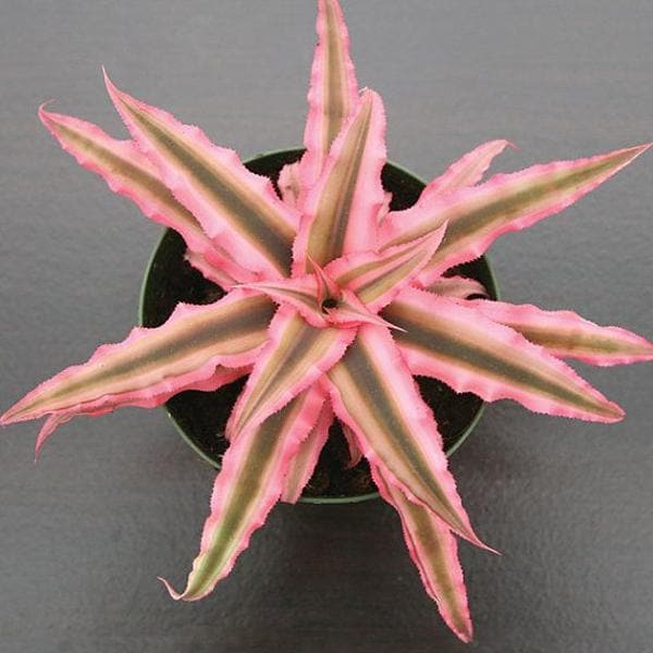 Earth Star - 4" Pot