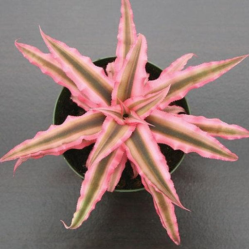 Earth Star - 5" Pot