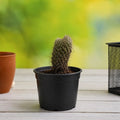 Cylindropuntia fulgida - Cactus - 3" Pot
