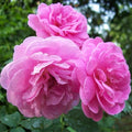 Damascus Rose Mixed - 10" Grow bag