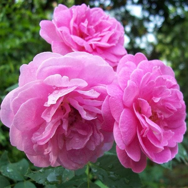 Damascus Rose Mixed - 10" Grow bag