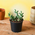 Delosperma lehmannii - Succulent - 3" Pot