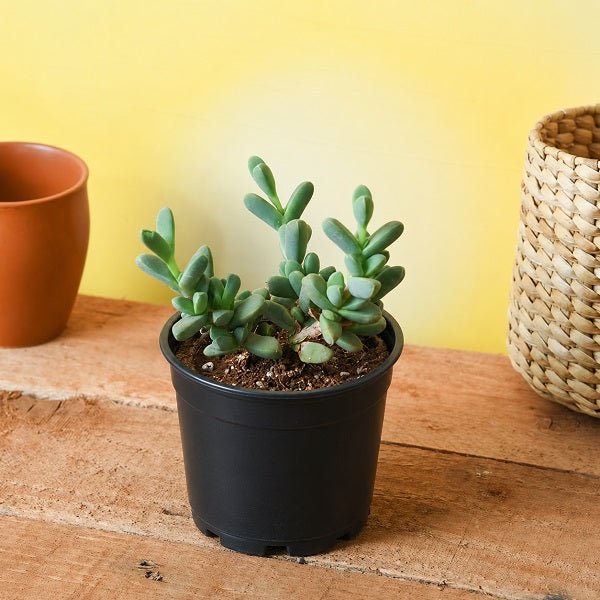 Delosperma lehmannii - Succulent - 3" Pot