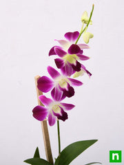 Dendrobium Orchid - 6" Pot