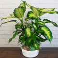 Dieffenbachia Compacta - 5" Pot