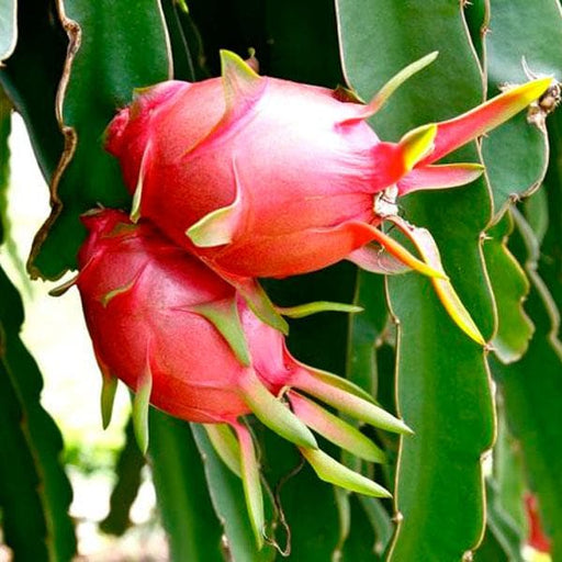 Dragon Fruit - 5" Pot