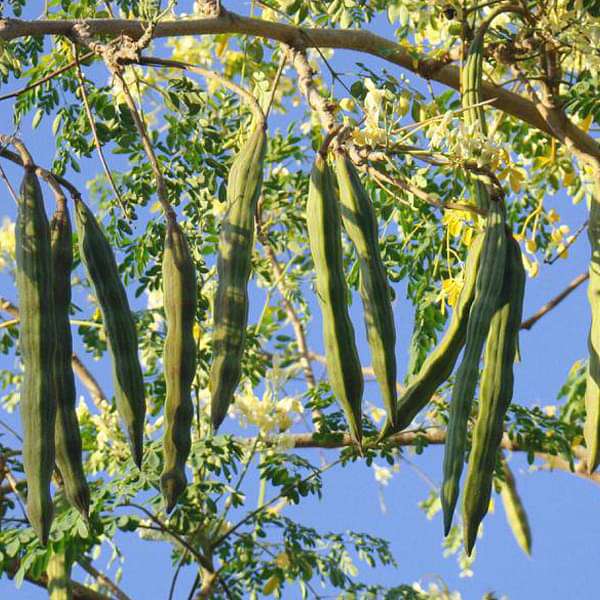 Drumstick, Moringa - 0.5 kg Seeds