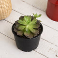 Echeveria Black Prince - 3" Pot