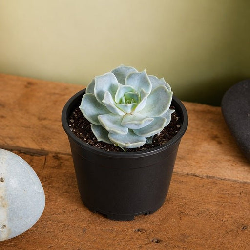 Echeveria - 3" Pot