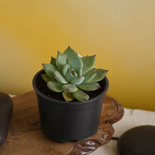 Echeveria imbricata - 3" Pot