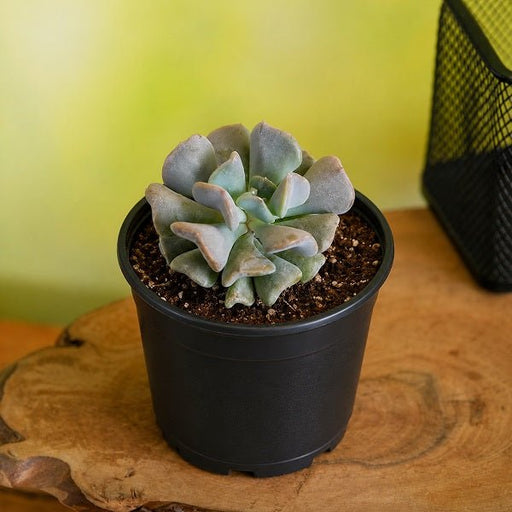 Echeveria runyonii - Succulent - 3" Pot