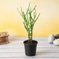 Pencil Cactus - 3" Pot