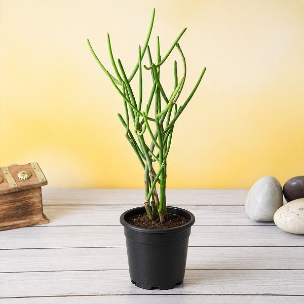 Pencil Cactus - 3" Pot
