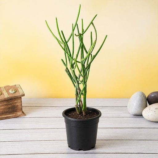 Pencil Cactus - 3" Pot