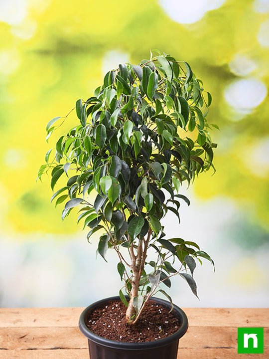 Weeping Fig - 6" Pot
