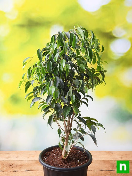 Weeping Fig - 6" Pot