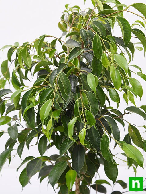 Weeping Fig - 10" Grow bag