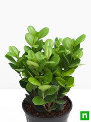 Ficus Long Island - 5" Pot