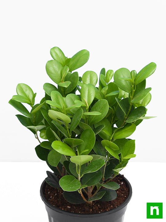 Ficus Long Island - 5" Pot