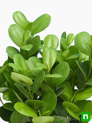 Ficus Long Island - 5" Pot