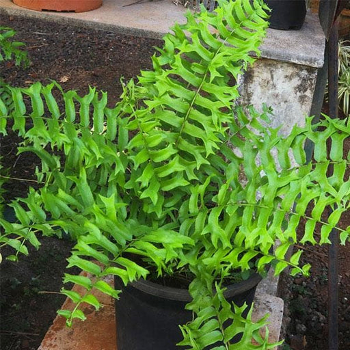 Fish Tail Fern - 5" Pot