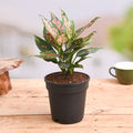 Aglaonema Pink Dalmatian - 4" Pot