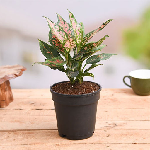 Aglaonema Pink Dalmatian - 4" Pot