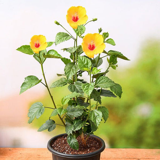 Hibiscus Yellow - 10" Pot