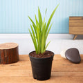 Sweet Flag - 5" Pot