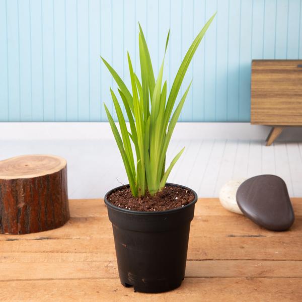 Sweet Flag - 5" Pot