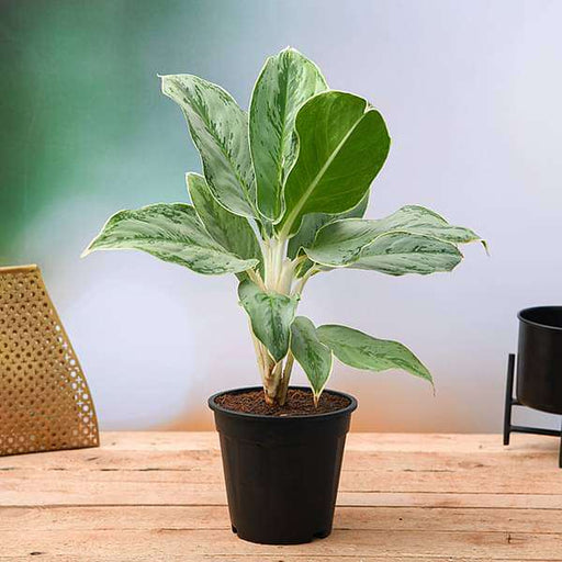 Aglaonema - 6" Pot