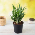 Aglaonema Maria - 5" Pot