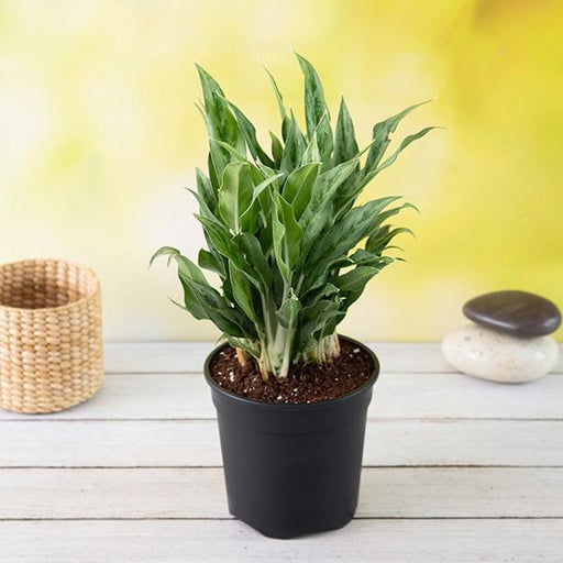 Aglaonema Maria - 5" Pot