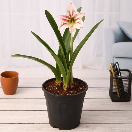 Amaryllis Lily Double Mixed - 5" Pot