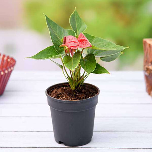 Anthurium Red - 5" Pot