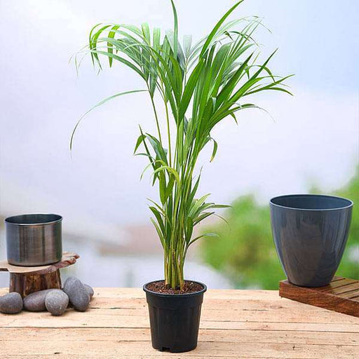 Areca Palm - 8" Pot