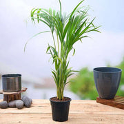 Areca Palm Green - 6" Pot