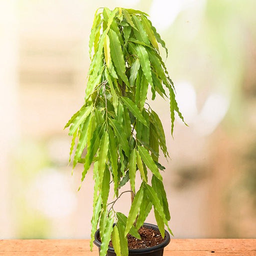 Ashoka Tree - 10" Grow bag