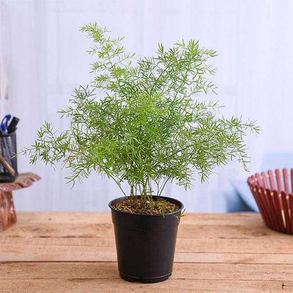Asparagus densiflorus - 5" Pot