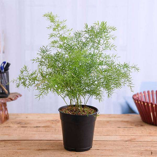 Asparagus densiflorus - 5" Pot