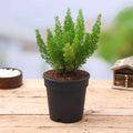 Asparagus Meyeri - 5" Pot