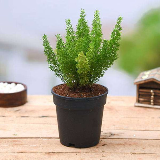 Asparagus Meyeri - 5" Pot