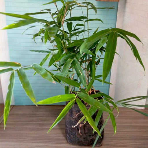 Bambusa bambos Green - 10" Grow bag