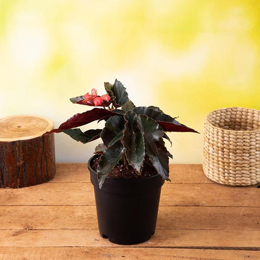 Angel Wing Begonia Pink - 5" Pot