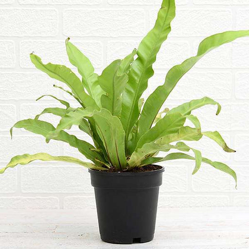 Bird's Nest Fern - 5" Pot