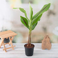 Black Turmeric Plant Black - 10" Grow bag