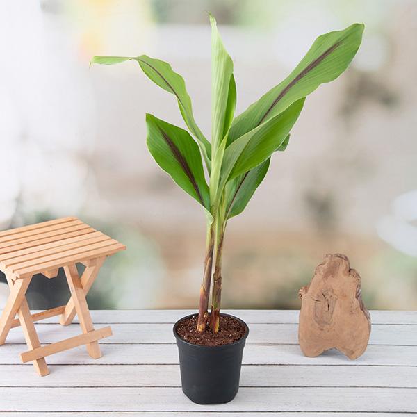 Black Turmeric Plant Black - 10" Grow bag