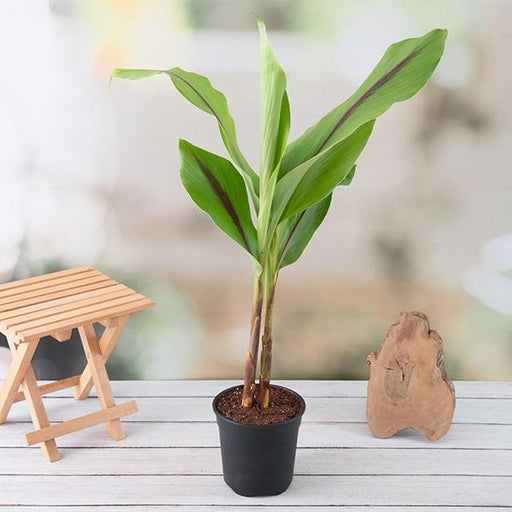 Black Turmeric Plant Black - 10" Grow bag