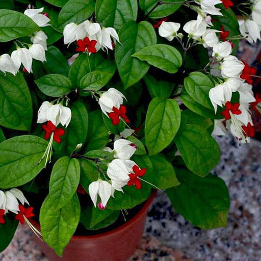 Bleeding Heart Vine - 10" Grow bag