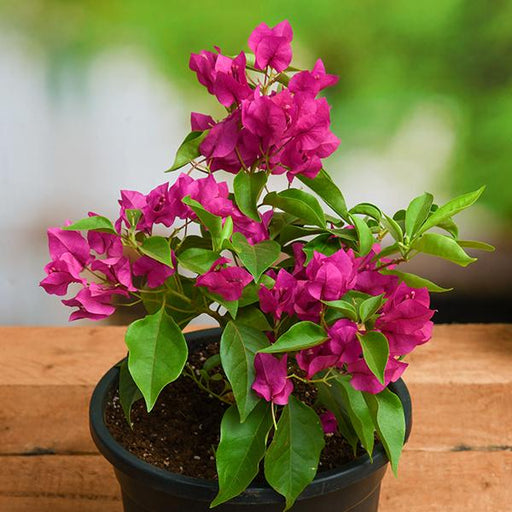 Bougainvillea Pink - 8" Pot